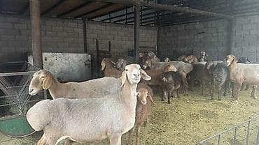 сколько стоит сибирская кошка котенок: Продаю | Овца (самка) | Арашан | Для разведения | Матка — 7