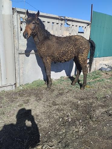 Ветеринар кызматы: Сатам | Тай | Жумушка | Асыл тукумдуу — 9