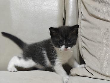 тез арада: Котята, 2 малыша с уникальным тигрово-дымчатым окрасом «black & — 1