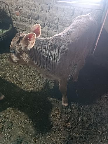 вест терьер: Продаю | Бык (самец) | Швицкая | Для разведения | Искусственник — 5