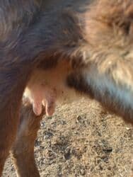 продаю музоо торпок корова самка бык самец айрширская ангус алатауская на забой для разведения на откорм племенные нетель привязанные: Продаю | Корова (самка) | Алатауская | Для разведения, Для молока | Племенные, Стельные — 2