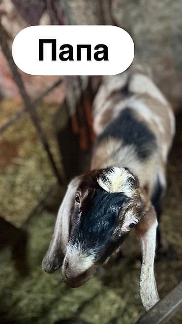 отец: Продаю | Козлёнок | Нубийская | Для разведения | Племенные — 9