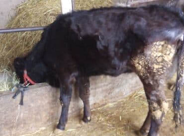 бычок телка: Продаю | Бык (самец) | На откорм | Привязанные — 6