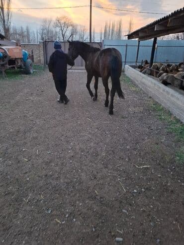 Айыл-чарба жаныбарлары: Сатам | Жылкы (эркек) | Жумушка — 2