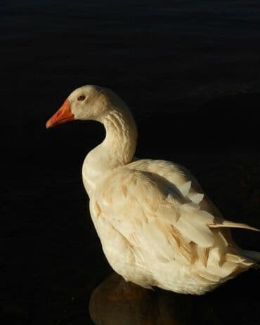 фото албом: Nikon COOLPIX S2600 Подходит для фотодневника, пейзажей, портретов — 7