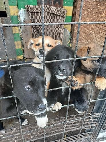 фазан бишкек: Отдам даром щенят. остались 3 девочки. вырастут средними. очень — 4