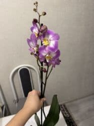 сколько стоят гипсофилы: Орхидеи сортовые в наличии.Цена от 800c-1600с.Бишкек — 3