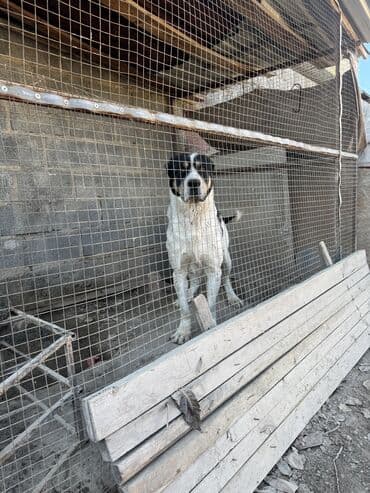собака город ош: Собака даром: Алабай, 2 года, Самец, С прививкой — 1