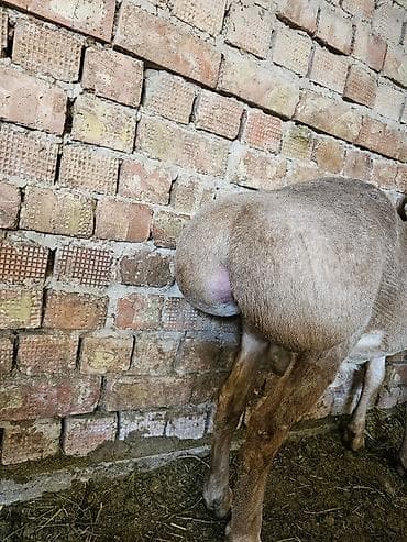 Продаю | Ягненок | Для разведения | Племенные