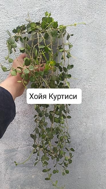 эвелины цветы: Продаю Хойя горшки двойные — 7
