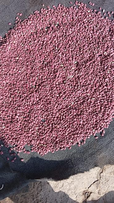 зеленый абрикос купить: Куплю фасоль,продаю фасоль — 1