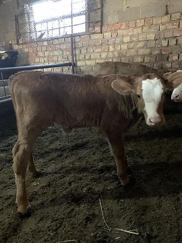 Аквариумы: Продаю | Музоо, торпок | На откорм | Искусственник — 1