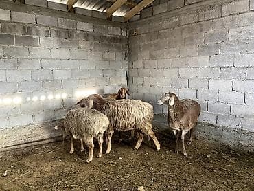 Аквариумдар: Продаю — 4