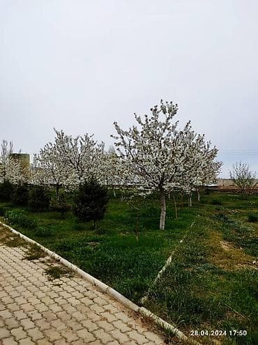Продаётся участок 2,55 га на Иссык-Куле, г. Чолпон-Ата Участок — 1