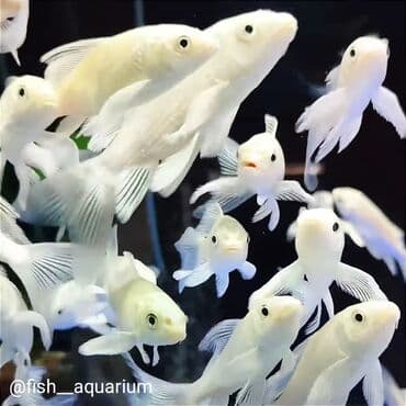 форель купить в бишкеке: Коя платина вуаль
Карпы коя — 2