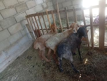 певчий попугай цена: Продаю | Баран (самец) — 4