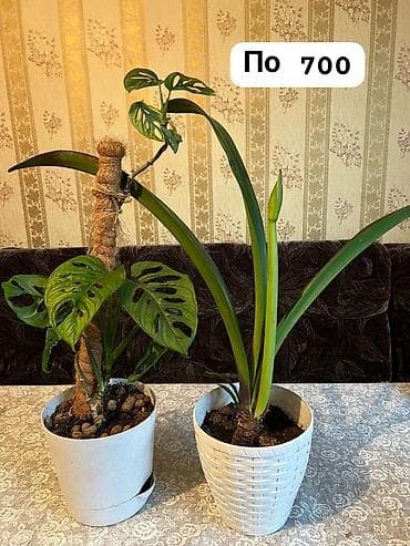 фикус денежное дерево: Комнатные растения — 3