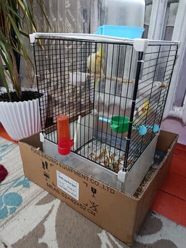 Зоотовары: Попугаи кореллы срочна продаю пара клетка большая.все комплекте и — 2