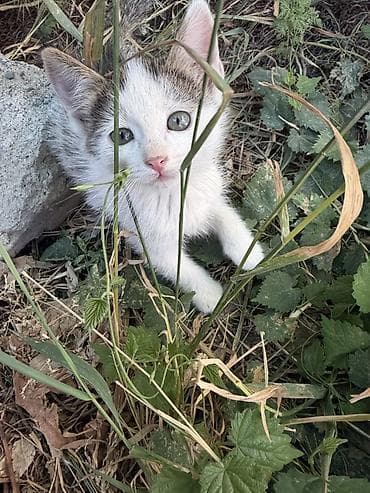 Животные: 🐾 Прекрасные котята ищут дом! 🐾 Очень добрые, ласковые и послушные — 4