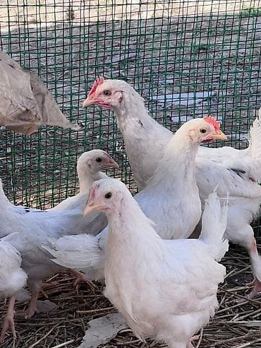 курица несушки: Продаю | Цыплята | На забой — 1