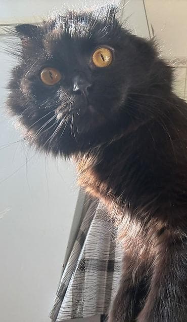 Аквариумдар: Потерялся кот район ТЭЦ.Черный вислоухий с шоколадным — 2