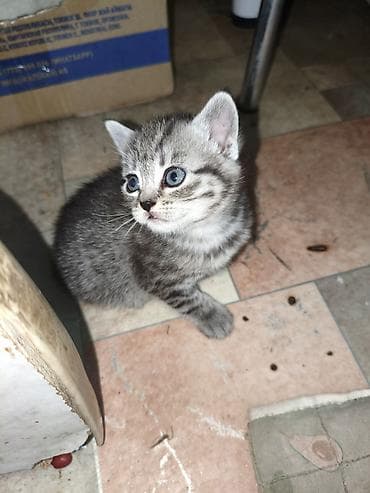 кошко: Полосатые котята от серебристой кошки - родились 13 апреля, 3 — 6