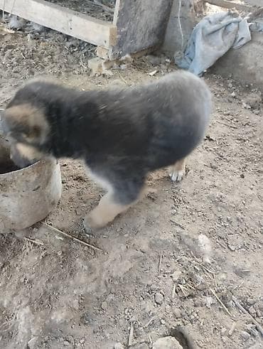 Кошки: Немецкая овчарка, 2 месяца, Самец, С родословной — 2