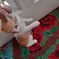 продам домик для кошки: Экзотическая, 2 месяца, Мальчик, Биколор — 4