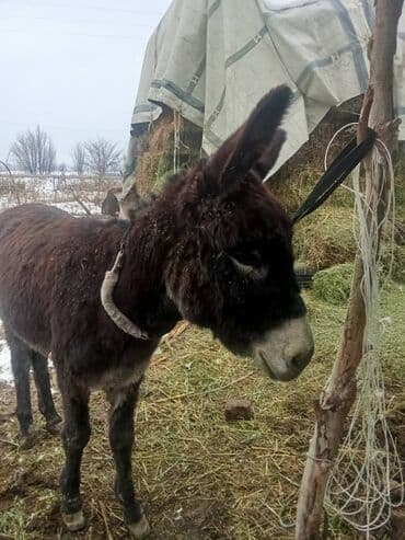 Осёл, домашнее рабочее животное. - Порода/тип: осёл стандартного