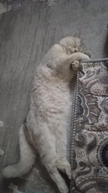 Пушистый кот светло-кремового окраса с плотной, мягкой шерстью и