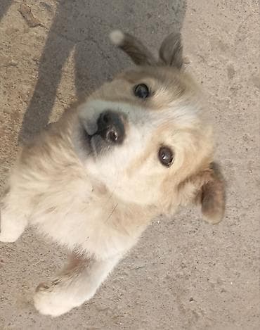 собака девочка: Собака даром: Дворняжка, 2 месяца, Самка — 1