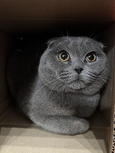 Аквариумдар: Скотиш Фолд (Шотландиялык шалпаң кулак), 8 айлык, Эркек, Көгүлтүр, Лотокко барууга үйрөтүлгөн, Курттардан тазаланган, Эмделген — 1