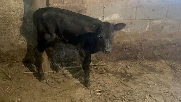 жожо брама: Продаю | Корова (самка), Музоо, торпок | Ангус | Для разведения, Для молока | Искусственник — 3