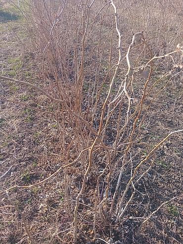 Ашкана буюмдары: Саженцы малины (поросль от маточных кустов) - Культура: малина — 2