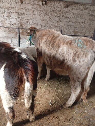 куплю авчарку васточный еврапейца кабиля: Продаю | Бык (самец) | Полукровка | На откорм | Привязанные — 5