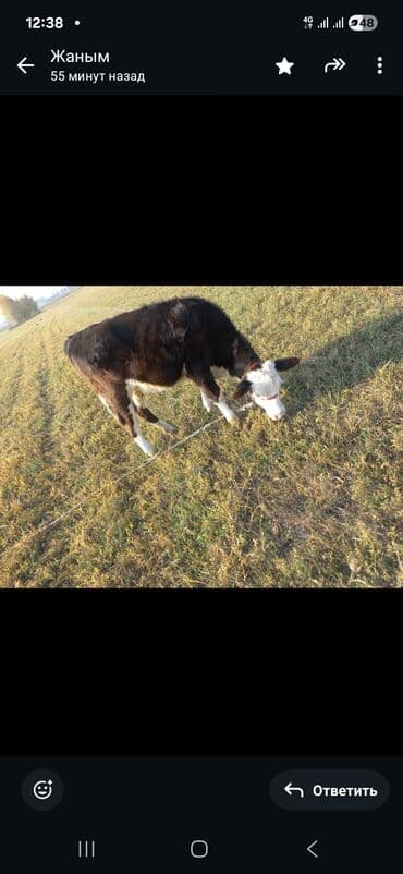 отдам даром собак в бишкеке: Продаю | Тёлка | На откорм | Привязанные — 8