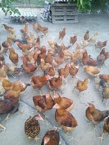 собака щенок: Продаю | Куры | Домашняя | Для разведения — 4