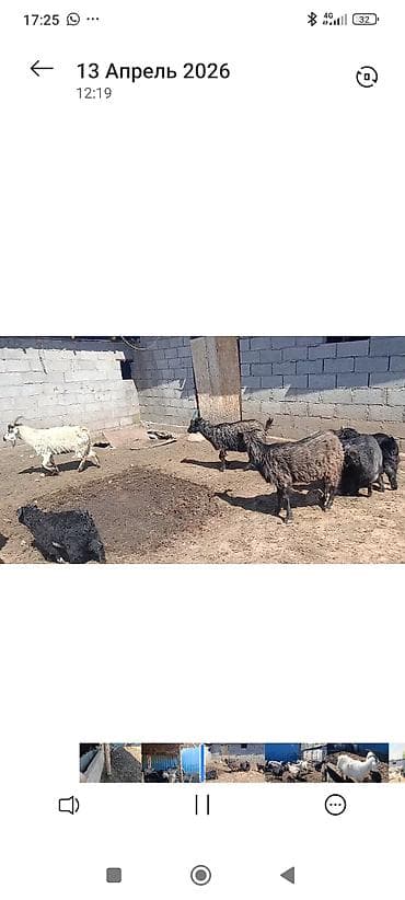 куплю корм для животных: Продаю | Коза (самка) | Для молока | Котные — 5