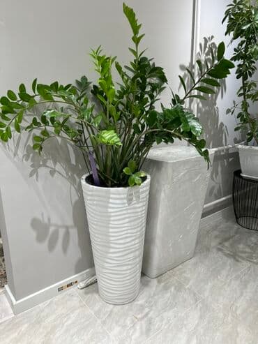 купить комнатные цветы в бишкеке: Комнатные декоративные растения в кашпо 1) Толстянка (Crassula ovata — 41