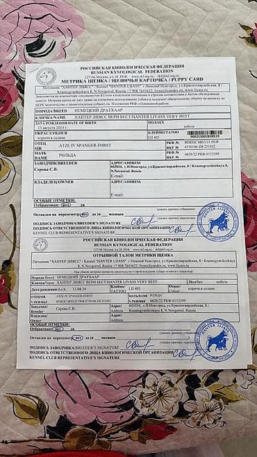 уй ангус: Дратхаар, 2 года, Самец, С родословной — 5
