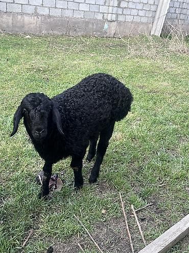 цыплята бройлера токмок: Продаю | Ягненок | На забой — 8