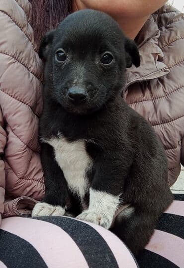 лайка щенки: Такие малышарики ждут своего человека . 1.5 месяца. вырастут — 5