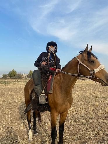 зоомагазин бишкек с животными: Продаю | Конь (самец) | Рабочий — 3