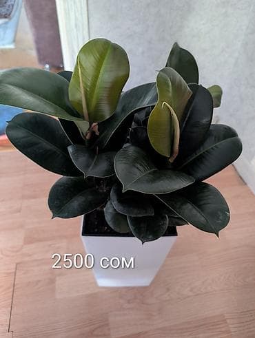 Фикус эластика (Ficus elastica, каучуконосный) в современном высоком