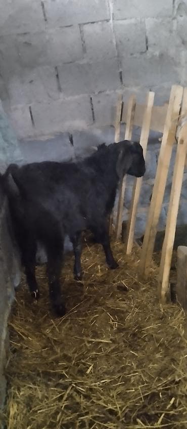 питбуль в караколе: Продаю | Овца (самка) | Для разведения — 3