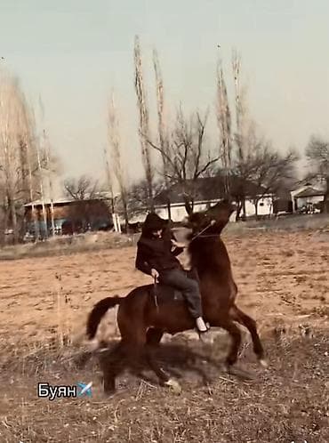 Продаю | Конь (самец) | Конный спорт