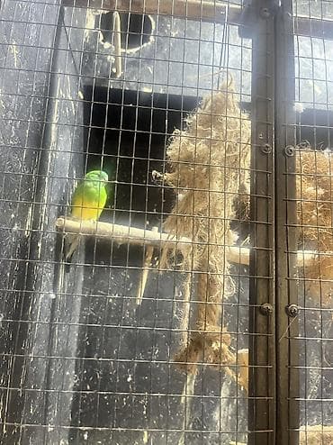 брама лосось: Пара ожерелье пара карелы и певчий самец попугаи цена за все Или — 2