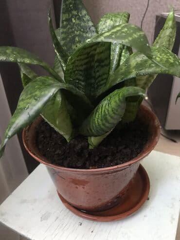 неделю: Продаю комнатный цветок - сансевиерия ханни Сильвер более 20 см — 1