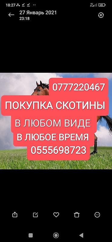 Частное лицо, Колбасный цех : Коровы, быки, Лошади, кони, Другие с/х животные, | Круглосуточно, Любое состояние, Забитый