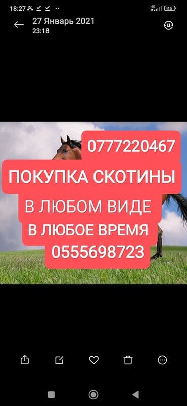 купить измельчитель травы и сена: Куплю | Коровы, быки, Лошади, кони, Другие с/х животные | Круглосуточно, Любое состояние, Забитый — 1